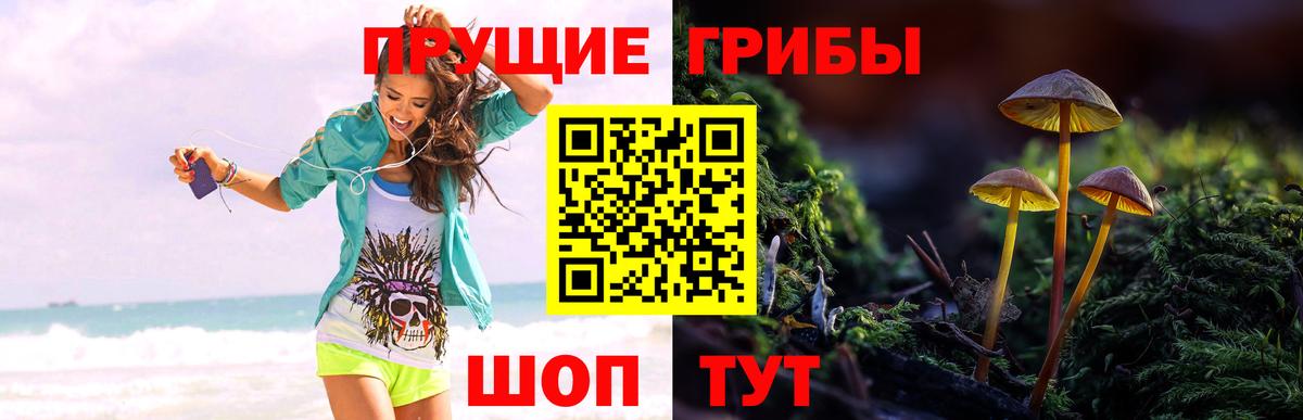 Псилоцибиновые грибы мицелий Чебоксары